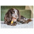 Nylabone Extreme Chew Textured Bone Rind & Käse Käse&Rind - Hundespielzeug - Xl