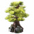 Aqua Della Bonsai Baum - Aquarium - Ornament - 15 cm M