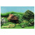 Superfish Deco Poster - Aquarium - Ornament - 120X49 cm Aquascape Pflanze