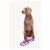 Dogguo Gradient Leash - Hundeleine - 23 cm Lila Rosa Für Kleine Hunde S